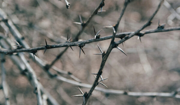Thorny trails – creations of Sandilya Theuerkauf