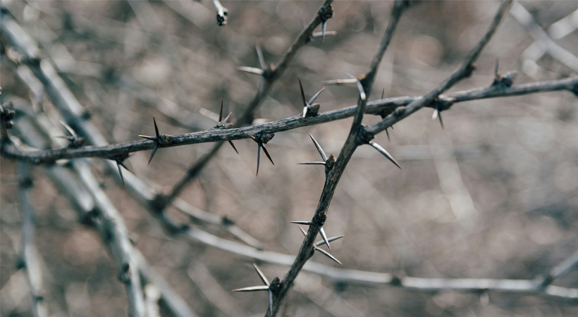 Thorny trails – creations of Sandilya Theuerkauf