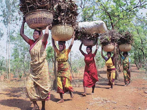 Tribal women collecting leaves using the Forest Rights Act