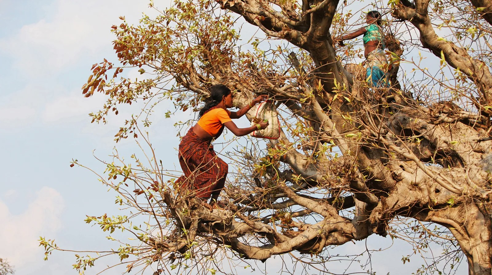 വനാവകാശ നിയമവും ഇന്ത്യയിലെ വനങ്ങൾക്കുവേണ്ടിയുള്ള പോരാട്ടവും