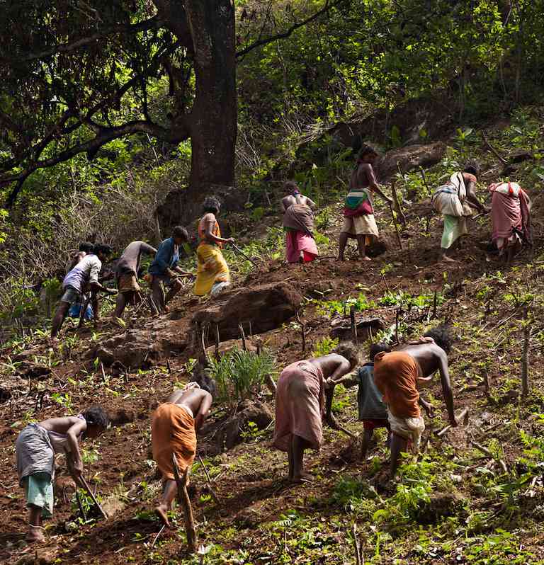 Members of the Dongria Kondh tribe engaging in their traditional practice of shifting cultivation, known as dongar cultivation, on the slopes of the Niyamgiri Hills in India. 