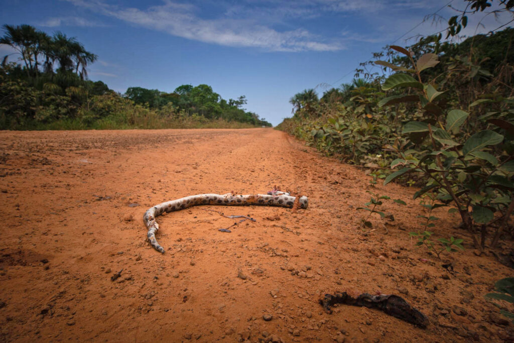 The road network in the Amazon compromises forest connectivity and increases threats to the native wildlife, such as this snake killed in a vehicle strike on the BR-319 Manaus-Porto Velho highway, one of the main official roads crossing the Amazon biome.