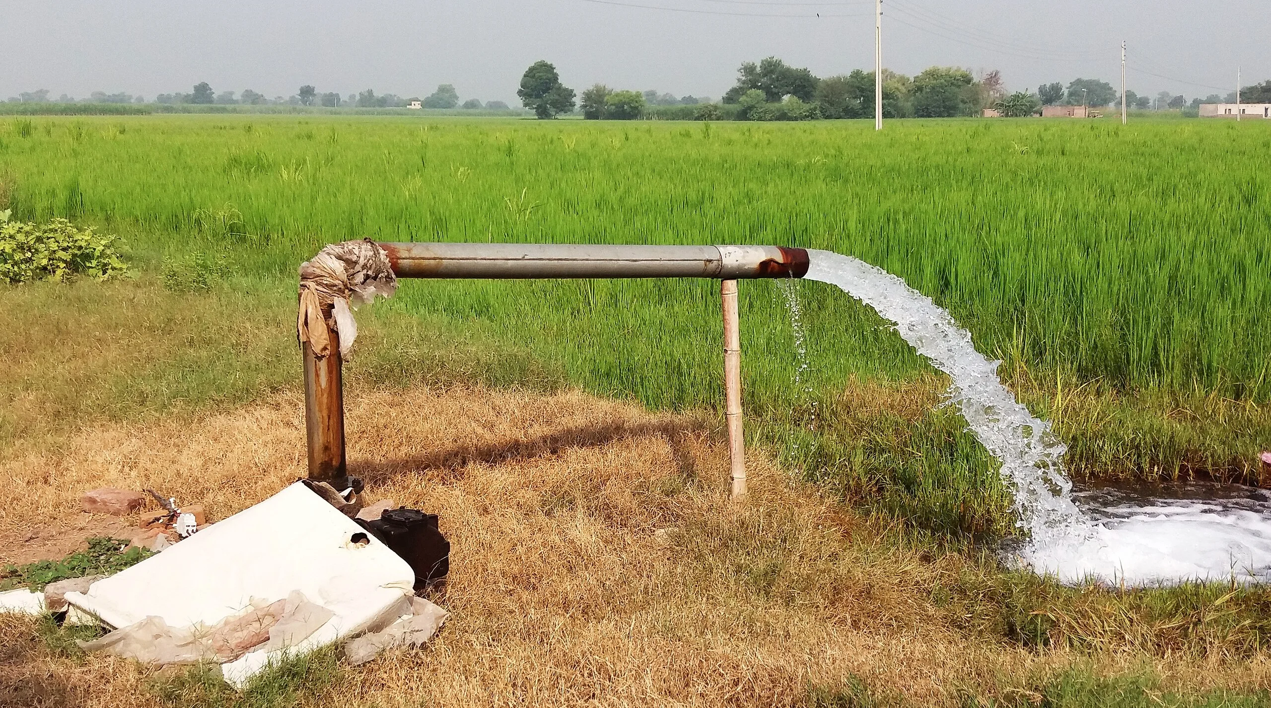 When Water Becomes Freedom: Dalit Lives Beyond Casteed Ecologies