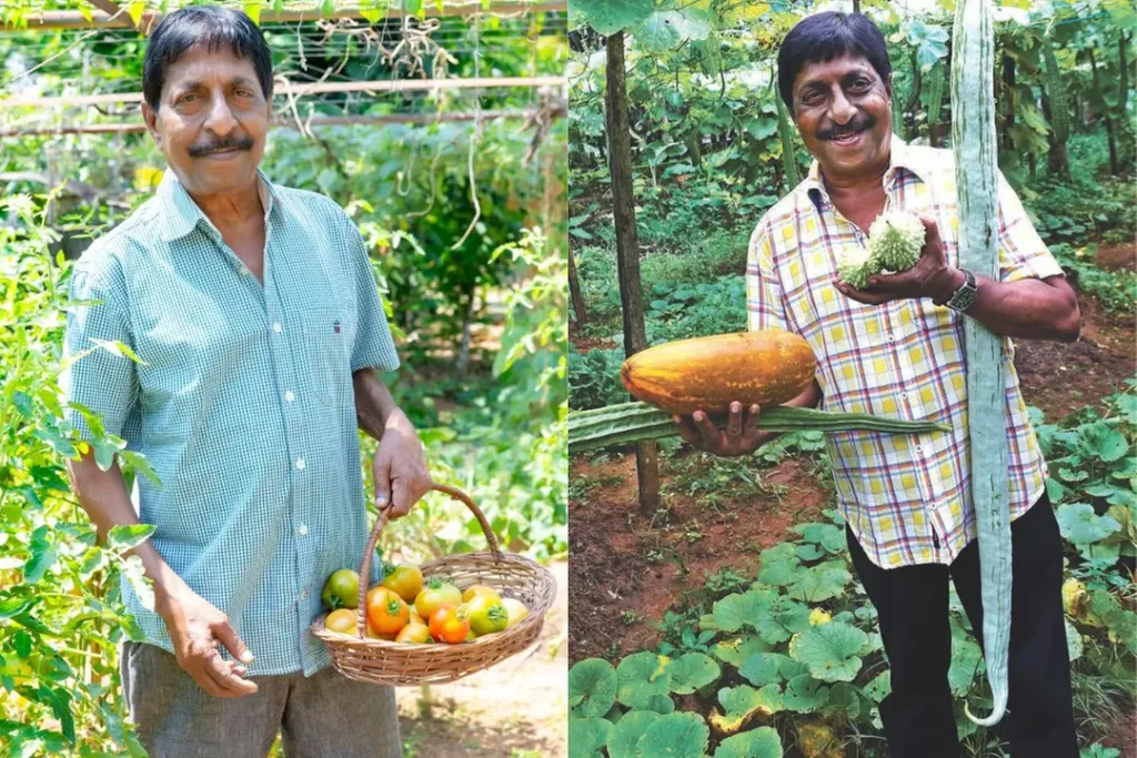 Sreenivasan is harvesting in his organic farm, kerala 