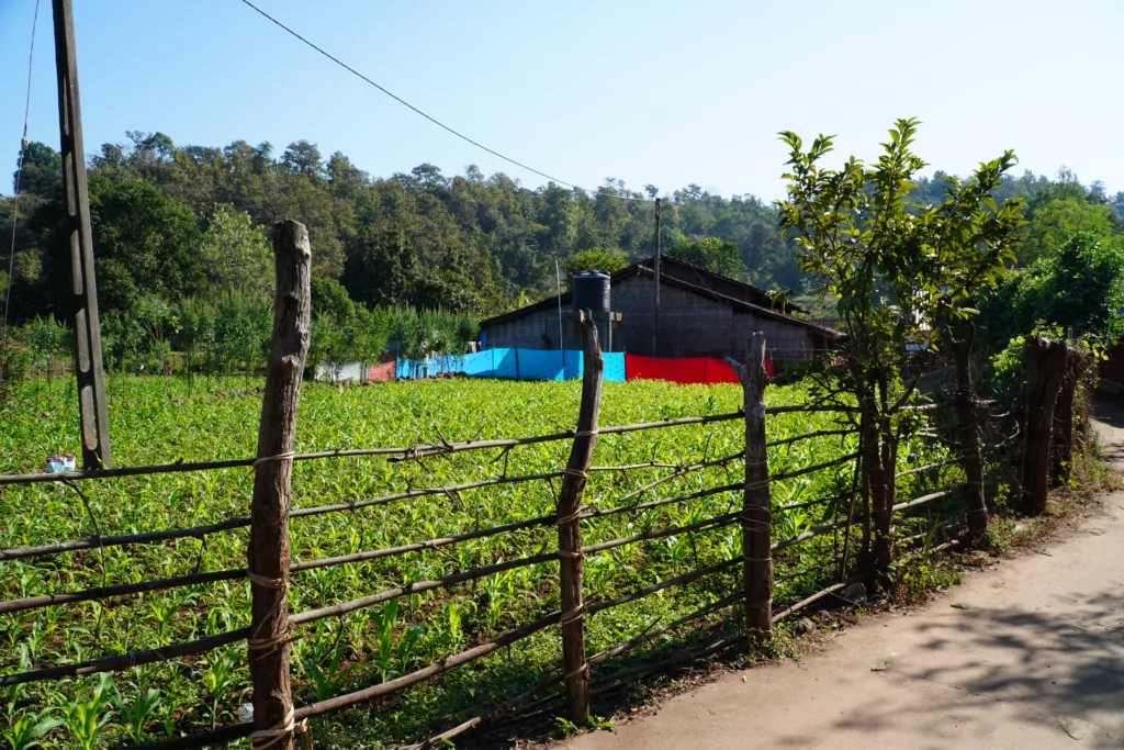 A view of the agricultural fields in Mozda 