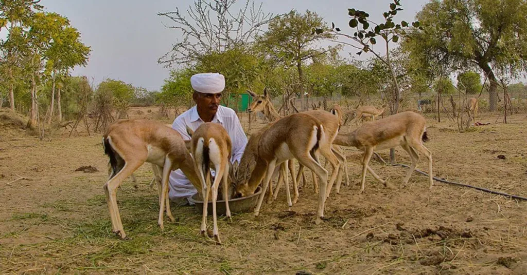 Bishnoi families have been known to risk their lives to protect wildlife