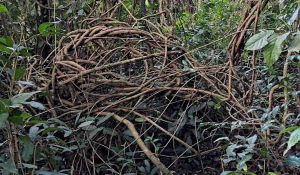 Seeds and Herbs: Hearing Through the Ears of the Forest – Part 1