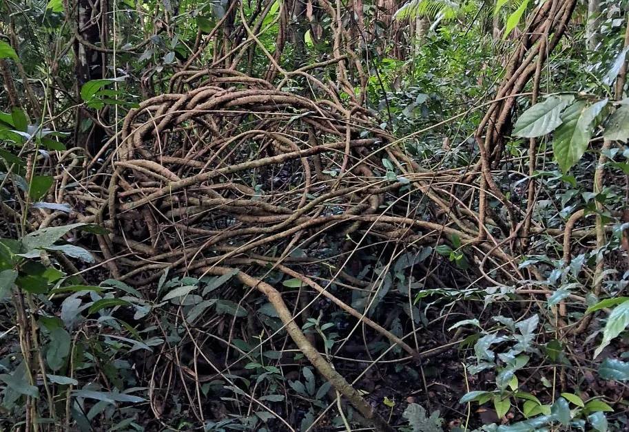 Seeds and Herbs: Hearing Through the Ears of the Forest – Part 1