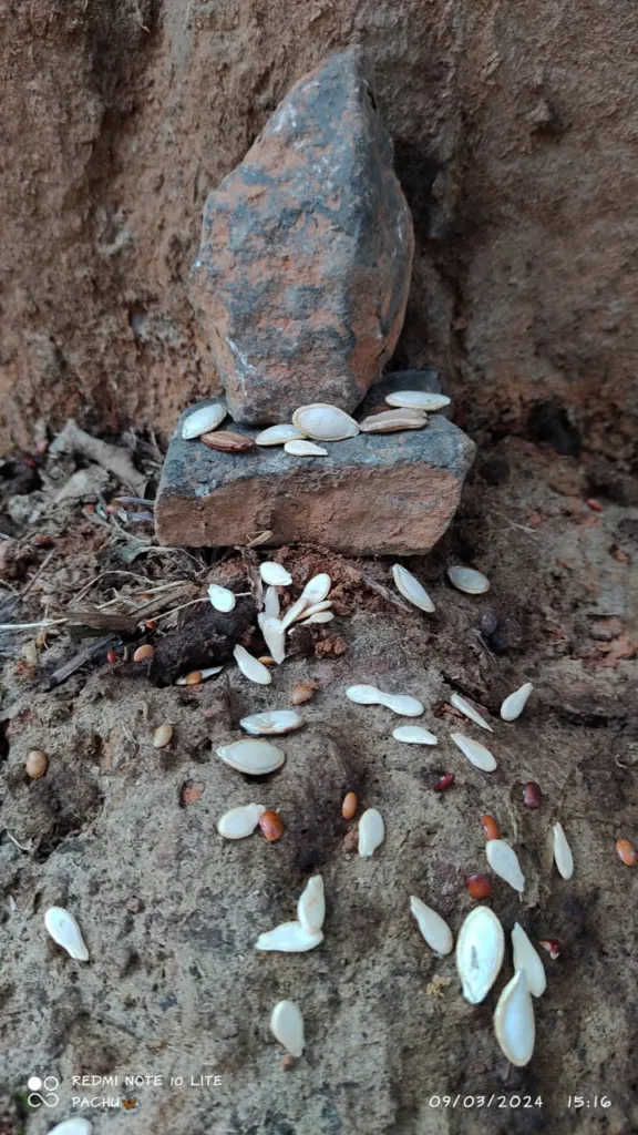 Seeds and Herbs - Wayanad visuals