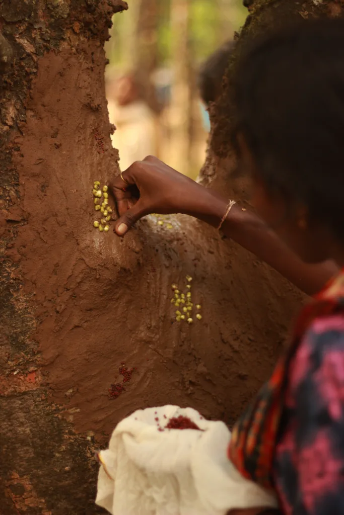 tribal culture of preserving seeds- from wayandad tribal community