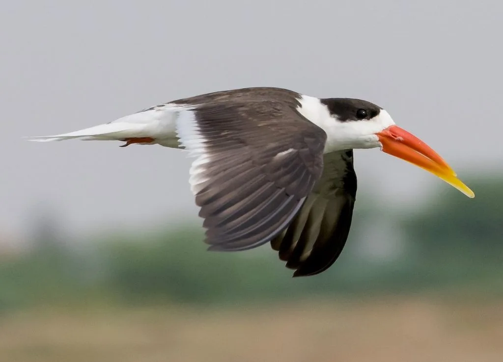Indian Skimmer