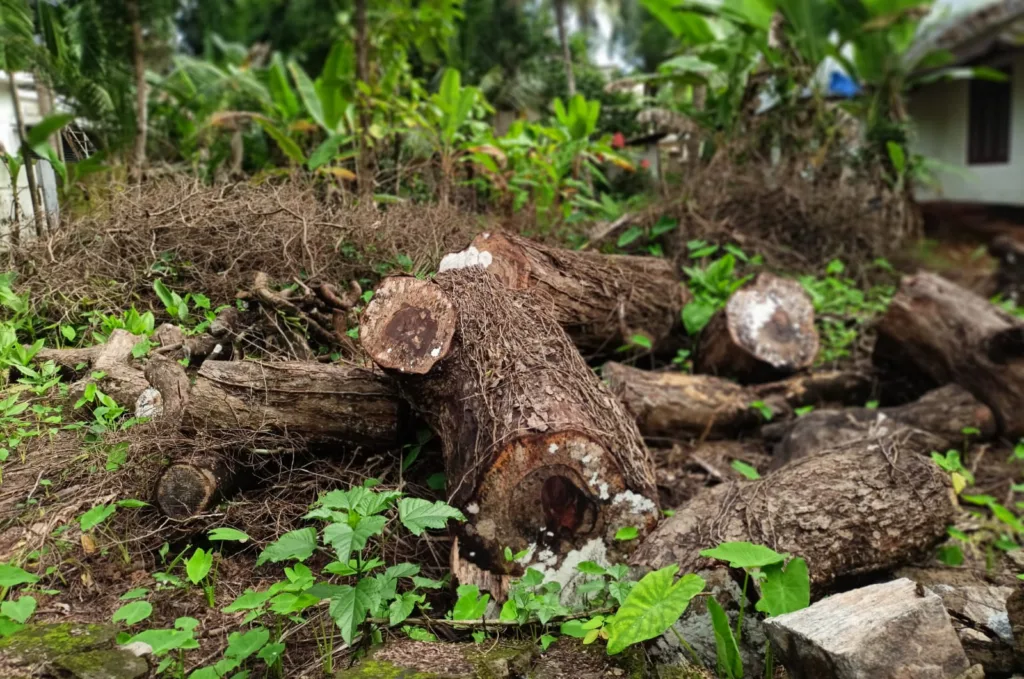 വളപ്പിൽ പൊക്കൻ്റെ വീട്ടിലെ കടപുഴകിയ പുളിമരം