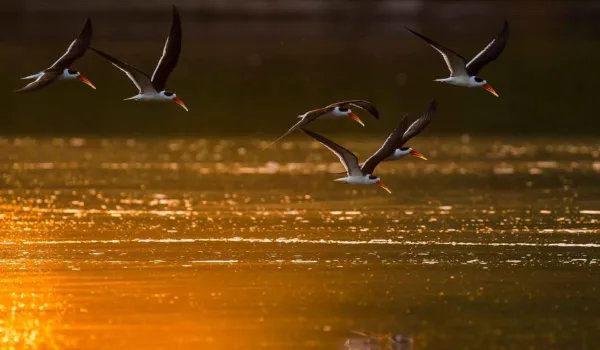 The Bird, the River, and the Invisible Conservationist: Muslims and India’s Environmental Story