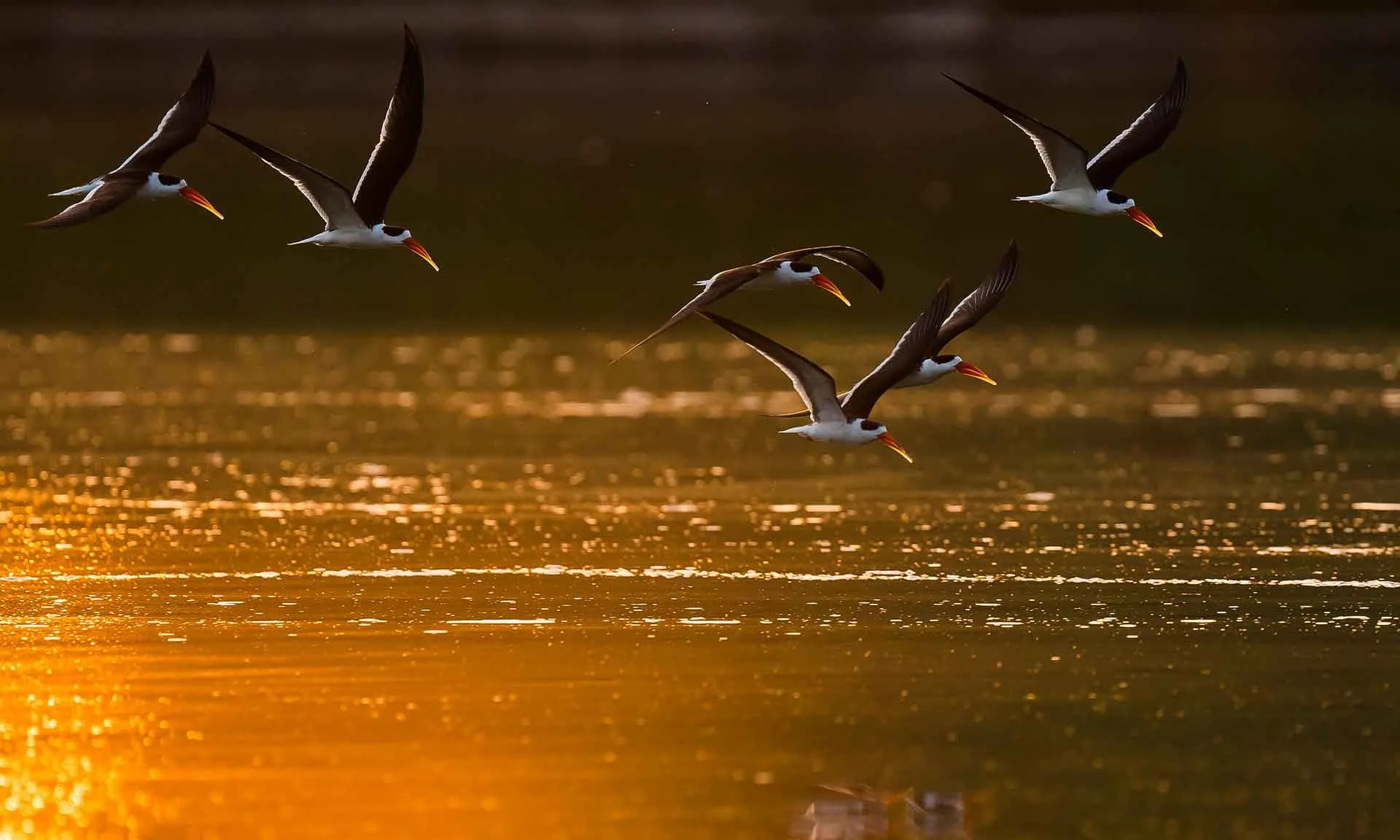 The Bird, the River, and the Invisible Conservationist: Muslims and India’s Environmental Story