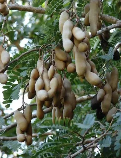 പുളിമരം