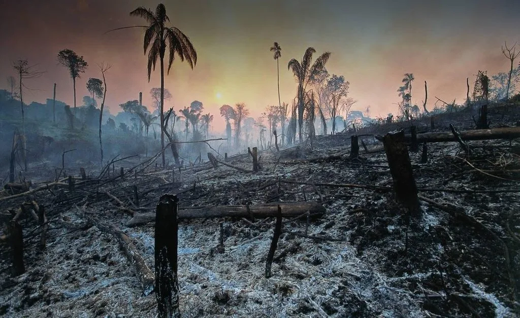 Wild fire due to climate cirisis