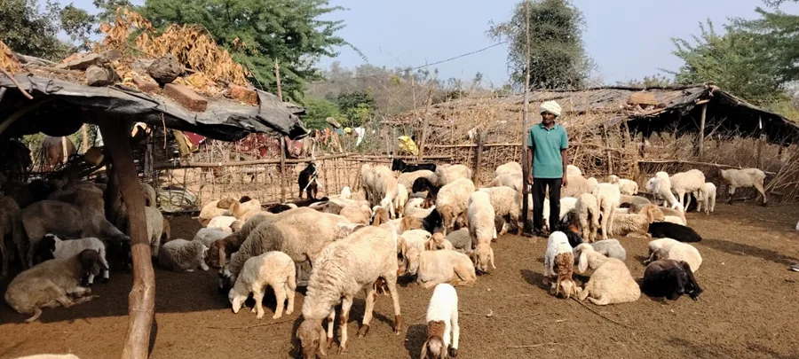 Dhulji stands among the family's flock  around eighty sheep and eighteen goats today, built up gradually over the years from fewer than twenty animals.